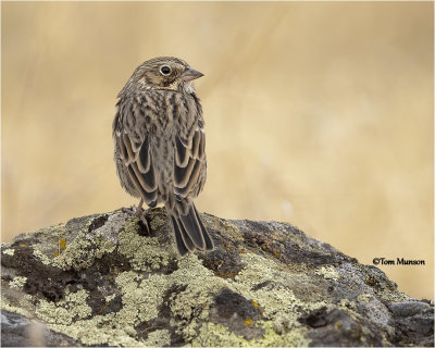  Vesper Sparrow 