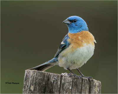  Lazuli Bunting 