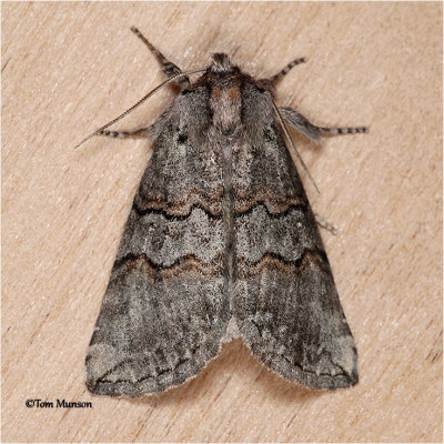  Ceranemotini  moth
