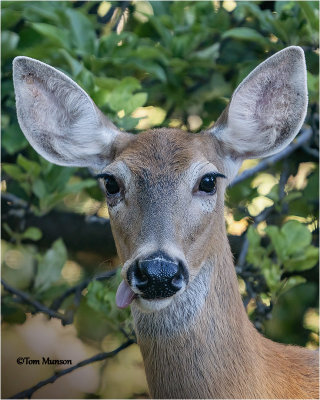  White-tailed Deer (how about that tongue?