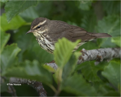  Northern Waterthrush 