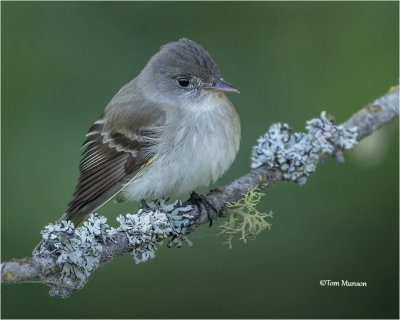 Willow Flycatcher