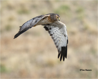  Northern Harrier 