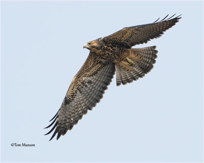  Swainson's Hawk 