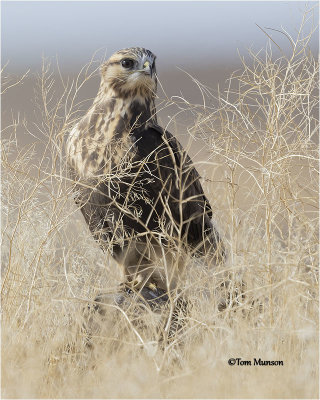  Rough-legged Hawk (first of the fall for me, my favorite winter raptor)