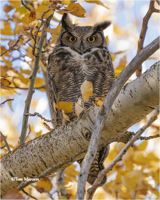  Great Horned Owl 