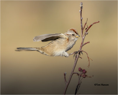  Tree Sparrow 