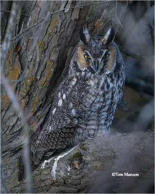  Long-eared Owl