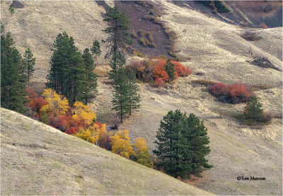 Taken in a Lincoln Co canyon.