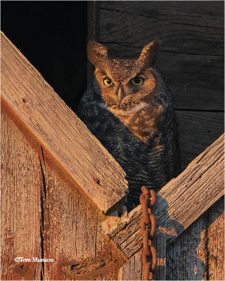  Great Horned Owl  (late afternoon light)