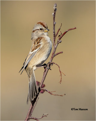  Tree Sparrow 