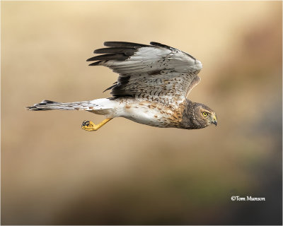  Northern Harrier 