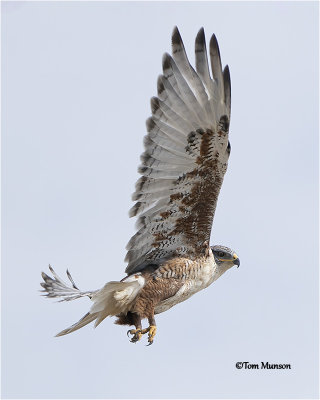  Ferruginous Hawk 