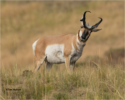  Pronghorn Antelope 