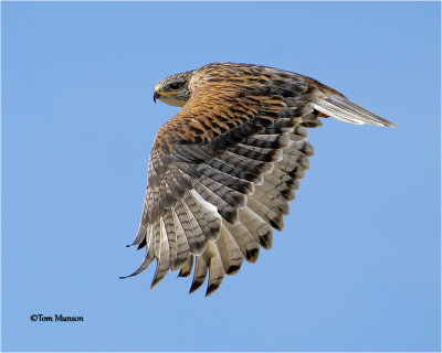  Ferruginous Hawk 