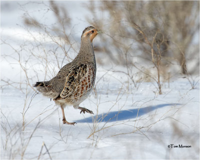  Gray Partridge 