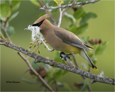  Cedar Waxwing 