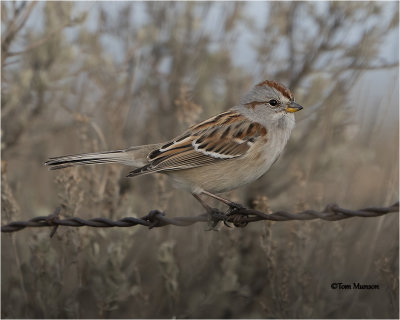  American Tree Sparrow 