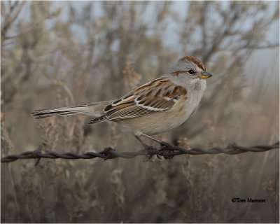 American Tree Sparrow
