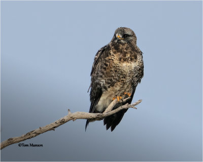  Rough-legged Hawk  (adult male)