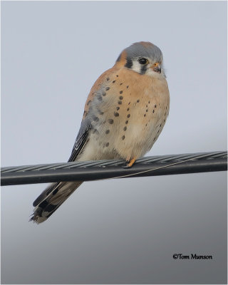  American Kestrel 