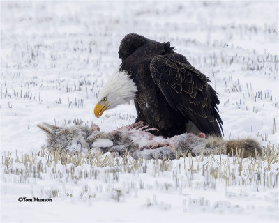 Bald Eagle