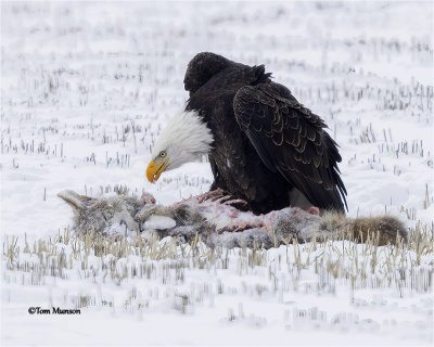  Bald Eagle 