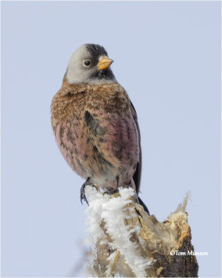  Gray-crowned Rosy Finch 