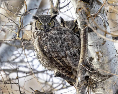  Great Horned Owls 