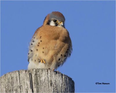  American Kestrel