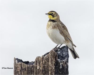  Horned Lark 