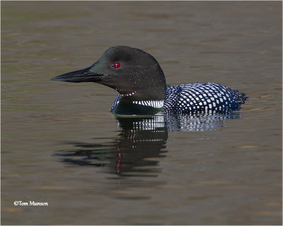  Common Loon 