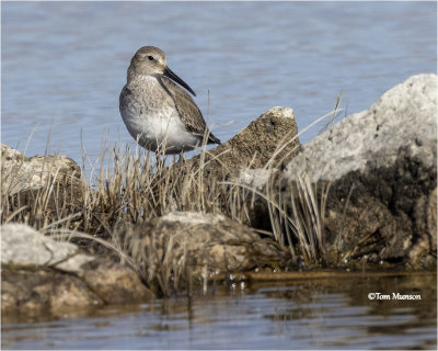  Dunlin 