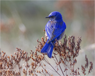  Western Bluebird 