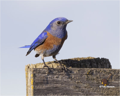  Western Bluebird 