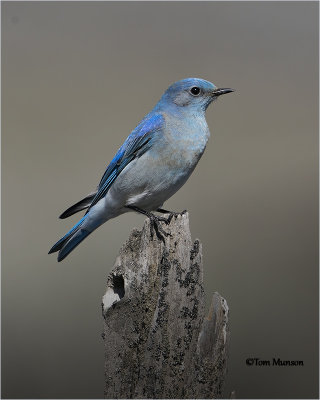  Mountain Bluebird 