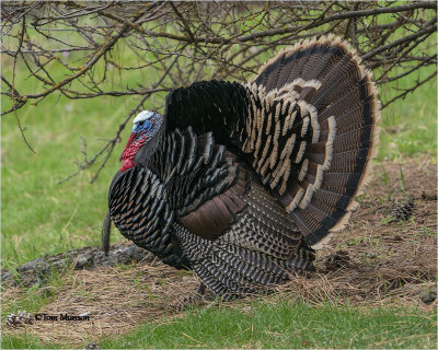 Wild Turkey
