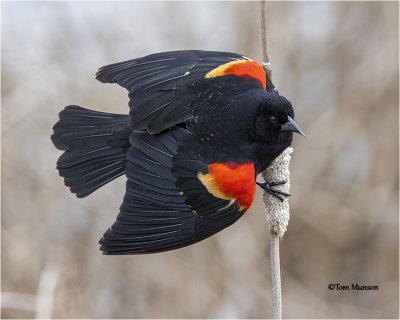   Red-winged Blackbird 