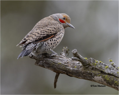  Northern Flicker 