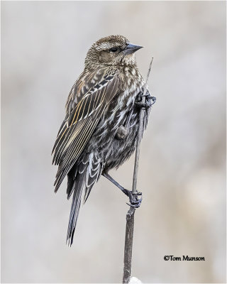  Red-winged Blackbird    female