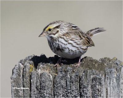  Savannah Sparrow 