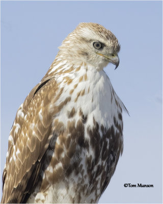  Red-tailed Hawk   