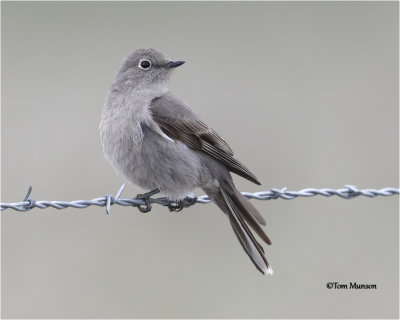  Townsend's Solitaire 
