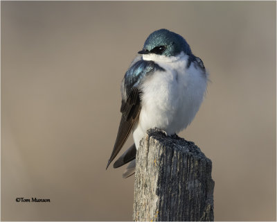  Tree Swallow 