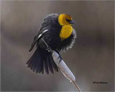  Yellow-headed Blackbird 