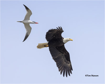  Caspian Tern-Bald Eagle 