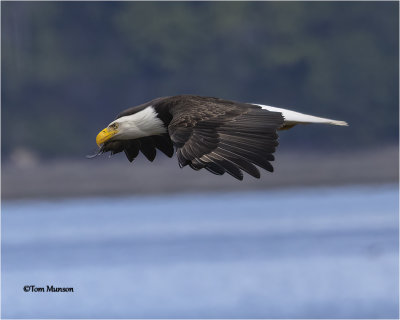   Bald Eagle 