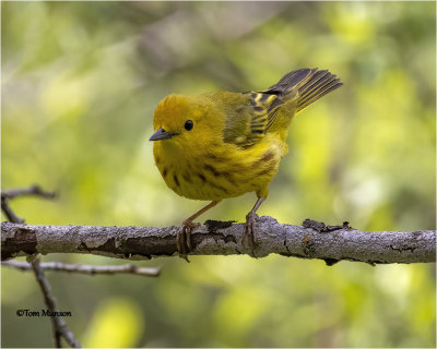  Yellow Warbler 