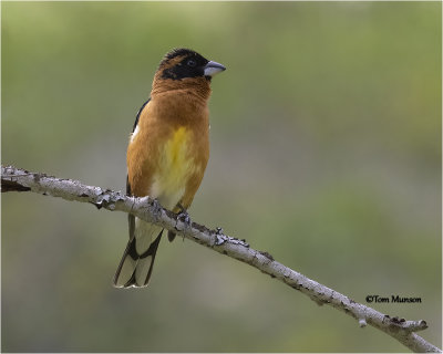  Black-headed Grosbeak 