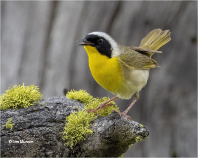  Common Yellowthroat 